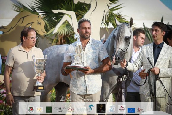 دي سراج (اف ايه الرشيم x ليدي فيرونيكا) مربط دبي – الإمارات