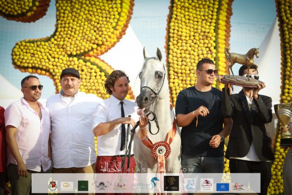 نسيم الراشدية (العديد الشقب x نبوية الزين) مربط الراشدية – البحرين