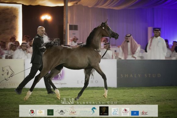 ليالى السيد (فاليدورو x لجين السيد) مربط السيد