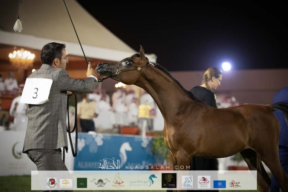 ايفانا الزايد (غياث الزبير x تالا عذبه) مربط سعد بن زايد