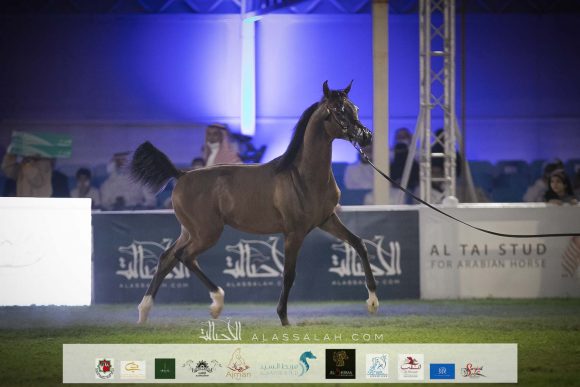 حامد صارم (رويال أسد x تريجر ايه اس) مربط صارم