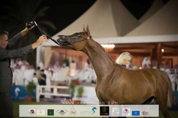 ضاري السيد (نبيل السكب x درة السيد) مربط السيد