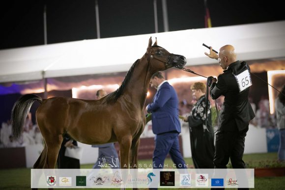 مشهور السيد (فاليدورو X درة السيد) مربط السيد