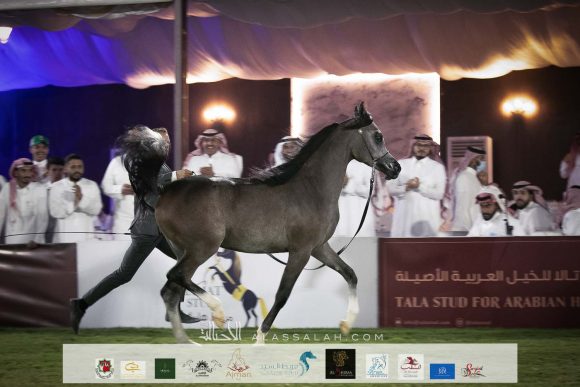 آر كيو موضي (الكساندر x اس كحيلة) مربط الراجحية