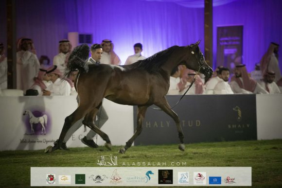 : كارتيرا السلام (منصور الجلوية x اليشيا ) مربط السلام