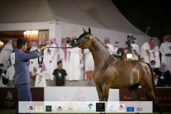 ورد المعود (اس ام ايه ماجيك وان x ساندريلا المعود) مربط الدرعية