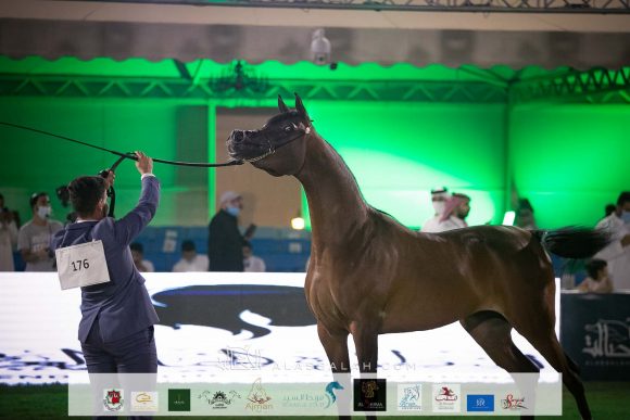 هياء الطرف (غزال ال ان جي الثاني x عماليه) مزرعة الطرف