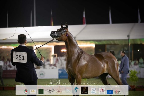 بدوية المعود (إميرالد جي x مستي المعود ) مربط ام تي