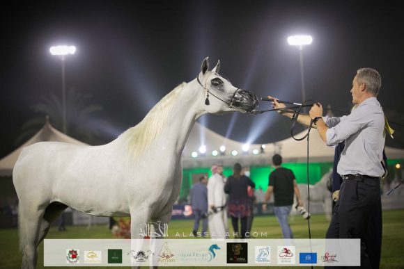 عريب الثانية (دبليو اتش جستس x ساريا الثالثة) مربط عبدالعزيز فارس السويلم