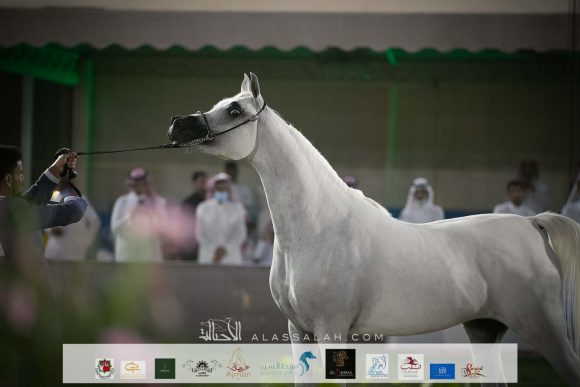 تيجان المعود (الكساندر x ايه دي جست ديفيني) مربط الباخت