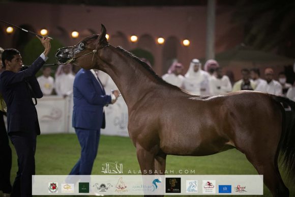 زايد الزايد (بديع الهواجر x اس اس دانة) مربط سعد سعيد الزايد