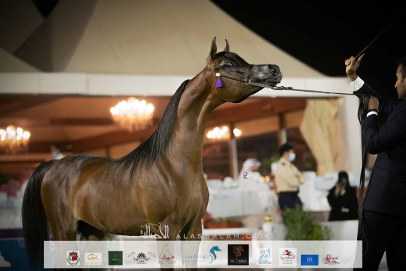 خالد السلام (إميرالد جي x رانيا جيه كيه) مربط السلام