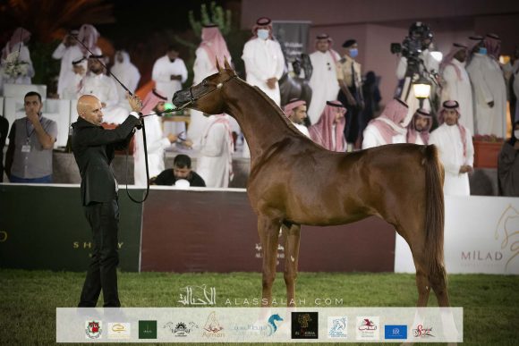 بلال السيد (ايدن سي x بنت سيدكشن اتش بي في ) مربط السيد