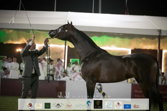 كنز ال ان جيه (كنز البداير x فادية ال ان جيه) مربط المخلديات