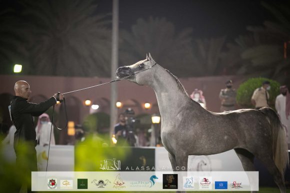 شامخ ايه (الكساندر x بريستيك) مربط هامات