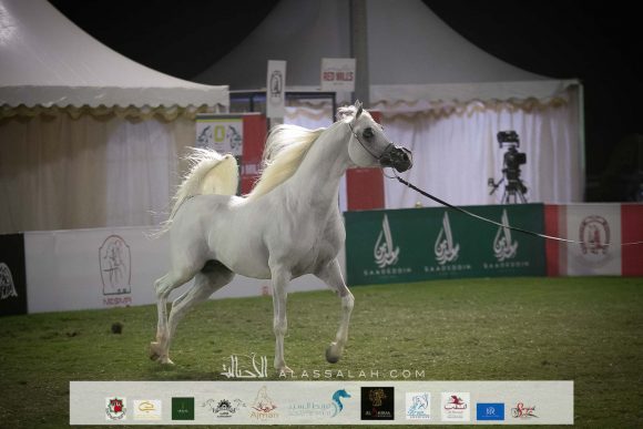 فهد التنهاة (شنغهاي إي ايه x باربريلا) مربط العالم