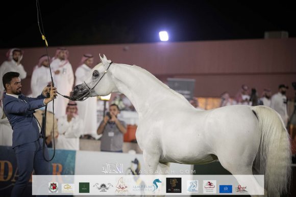 فهد التنهاة (شنغهاي إي ايه x باربريلا) مربط العالم