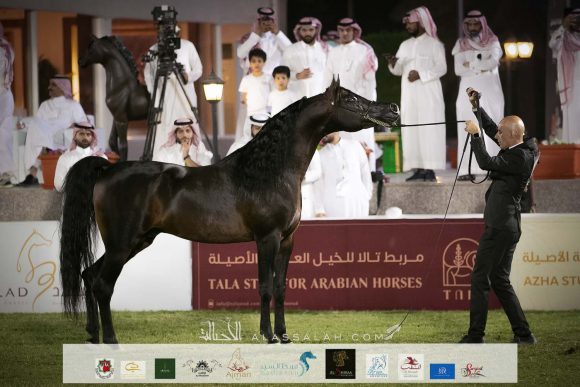 ماجيك اوف شوان (اف ايه الشوان x دبليو ايه بيريسلا) مربط السكب