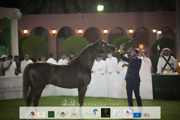 مشعل ايه ام (ابها قطر x سارة المحمدية)