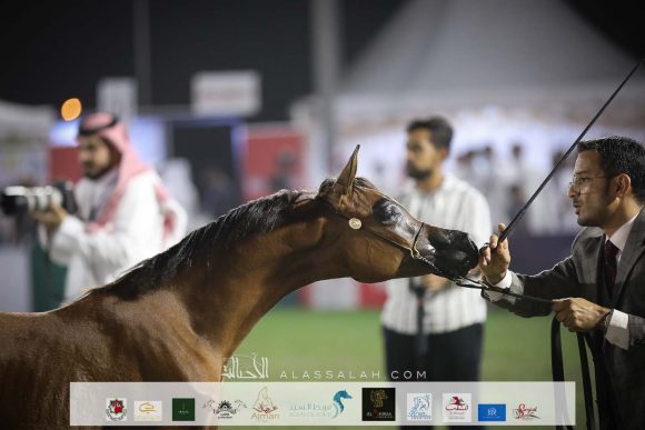 ايفانا الزايد (غياث الزبير x تالا عذبه) مربط سعد بن زايد