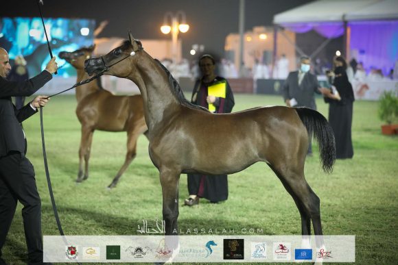 ليالى السيد (فاليدورو x لجين السيد) مربط السيد