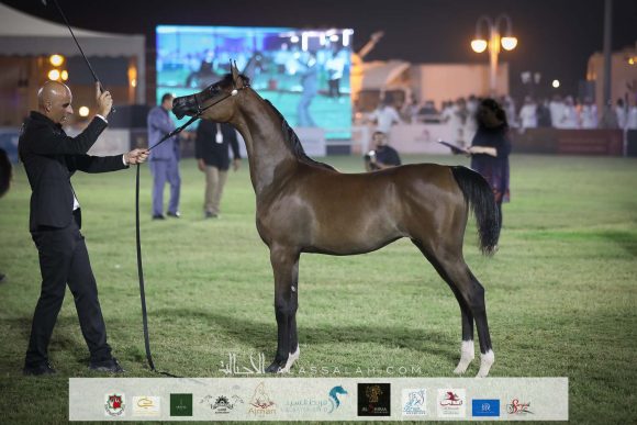 ليالى السيد (فاليدورو x لجين السيد) مربط السيد