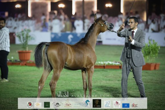 ايفانا الزايد (غياث الزبير x تالا عذبه) مربط سعد بن زايد