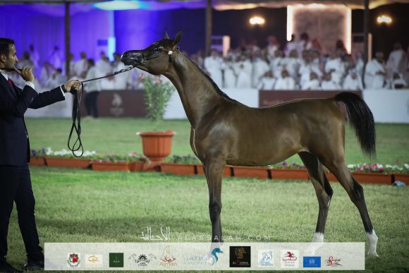 حامد صارم (رويال أسد x تريجر ايه اس) مربط صارم