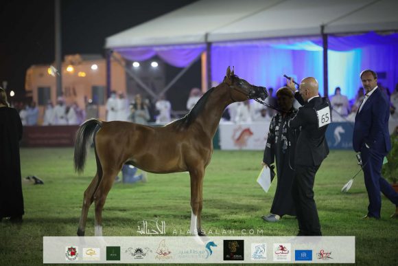 مشهور السيد (فاليدورو X درة السيد) مربط السيد