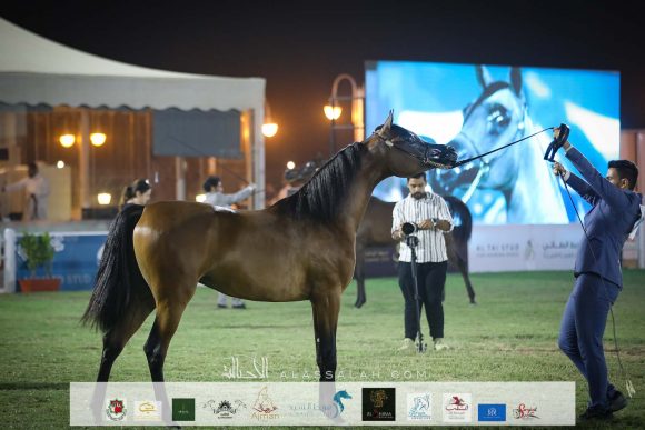 ورد المعود (اس ام ايه ماجيك وان x ساندريلا المعود) مربط الدرعية