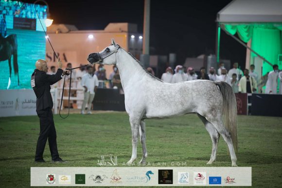 دارين السيد ( الكساندر x داشا اربكو) مربط الراجحيات