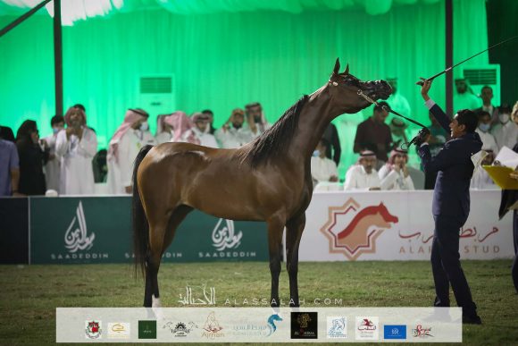 أصايل الزايد ( اكواتور x جويدا ام بي )مربط سعد بن سعيد زايد