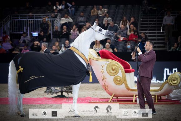 بافيرا اتش في بي (مروان الشقب x اتش بي بيسوليا) مربط الوجبة – قطر