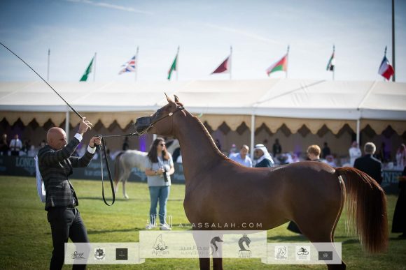 اس كي تيا (إي اس حرير x هيفاء أد) إسطبلات السكب – السعودية