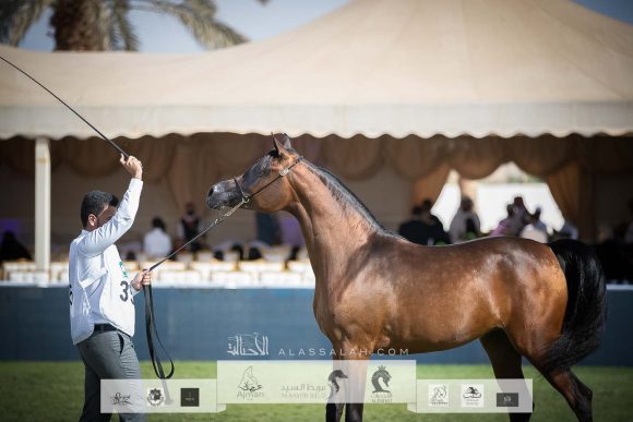 ورد المعود (اس ام ايه ماجيك وان x سندريلا المعود) مربط الدرعية – السعودية