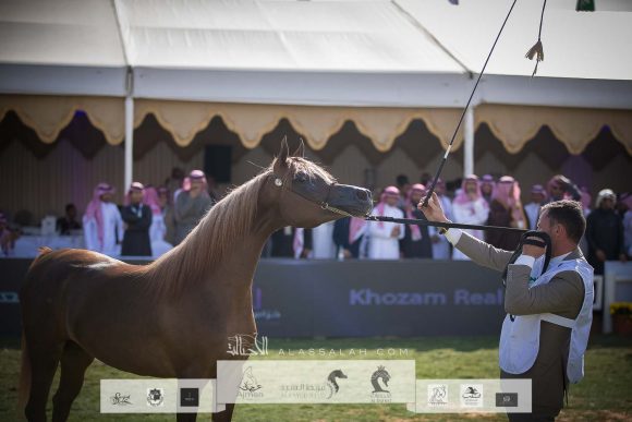 سلوى المملكة (فيقاس اتش أي اس x سويت فينيراتا) مربط المملكة – السعودية.