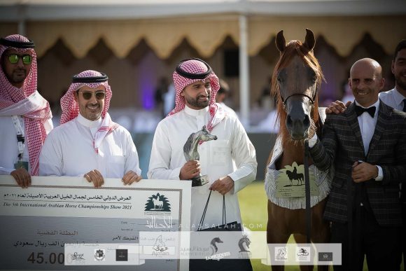 اس كي تيا (إي اس حرير x هيفاء أد) إسطبلات السكب – السعودية