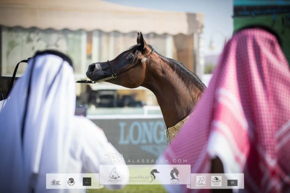 ورد المعود (اس ام ايه ماجيك وان x سندريلا المعود) مربط الدرعية – السعودية