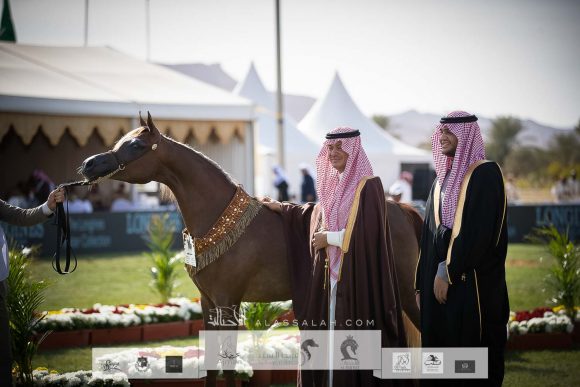 سلوى المملكة (فيقاس اتش أي اس x سويت فينيراتا) مربط المملكة – السعودية.