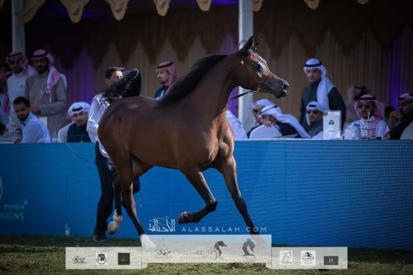 : هلالة الخالدية (يعسوب المعود x هالة الخالدية الثالثة) مزرعة الخالد – السعودية.