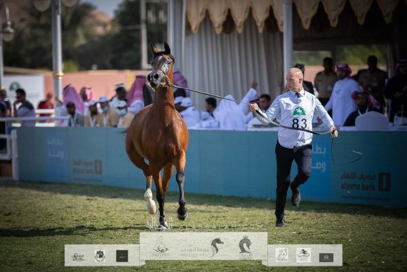 جنوفيا دبليو ان (اكسالت x جنيفا يس اس) مربط الوطن – السعودية