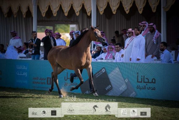 دي هدية (اف ايه الرشيم x ماي فير روز دي) مربط أجمل – السعودية