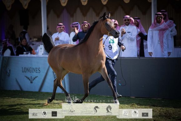 دي هدية (اف ايه الرشيم x ماي فير روز دي) مربط أجمل – السعودية