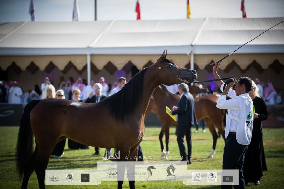 : هلالة الخالدية (يعسوب المعود x هالة الخالدية الثالثة) مزرعة الخالد – السعودية.