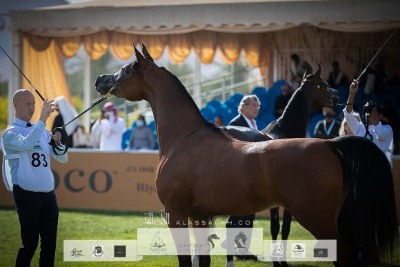 جنوفيا دبليو ان (اكسالت x جنيفا يس اس) مربط الوطن – السعودية