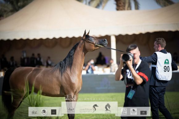 دي هدية (اف ايه الرشيم x ماي فير روز دي) مربط أجمل – السعودية