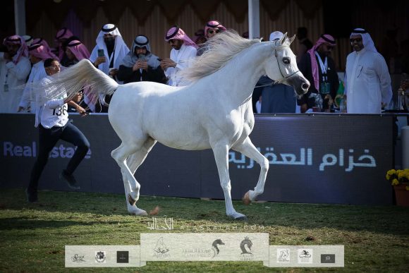 كارمن الخالد (جلرويوس أبالx كوسموبوليتان جي) مزرعة الخالد – السعودية