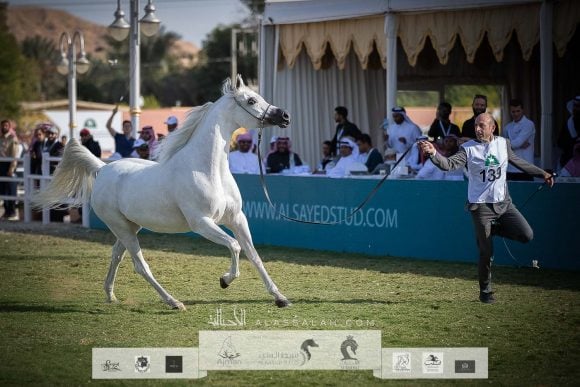 بنت هاذي الخالدية (البلاشيوفو x هاذي الخالدية ) مربط الخشاب – الكويت