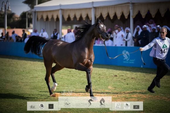 غزالة الخالدية (بي ايه جازي x ارجنتينا اس اس ) مربط أجمل – السعودية