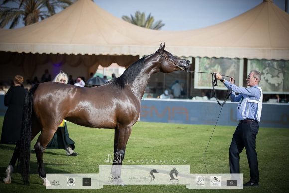 غزالة الخالدية (بي ايه جازي x ارجنتينا اس اس ) مربط أجمل – السعودية